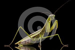 Giant Asian Praying Mantis