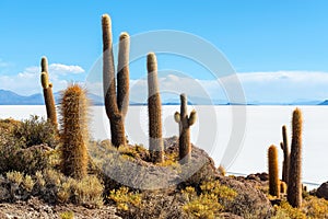 Giant Atacama Cactus, Uyuni, Bolivia