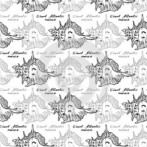 Giant Atlantic Murex. Seamless pattern of Hexaplex Fulvescens and calligraphy. Hand-drawn collection of seashells. Vector. photo