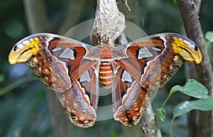 Giant Atlas Moth photo