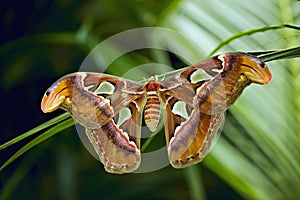 Giant Atlas Moth photo
