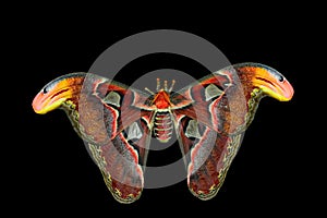 Giant Atlas Moth (attacus atlas)