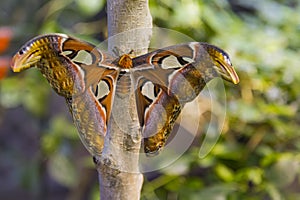 Giant Atlas Moth