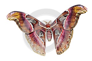 Giant Atlas Moth Cutout
