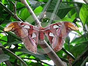 Giant Atlas Moth