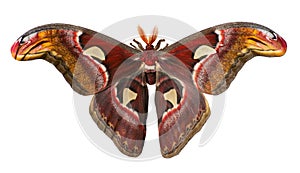 Giant atlas silk moth, Attacus atlas, is isolated on white background