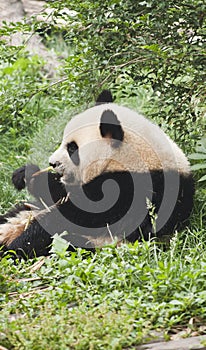 Giant baby panda eating bamboo