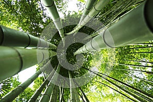 Obrie bambus 