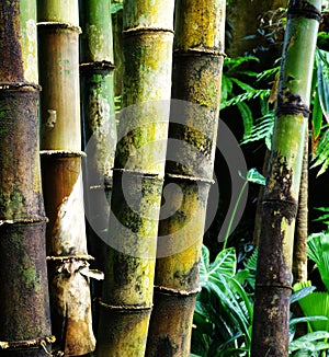 Giant bamboo Dendrocalamus giganteus photo