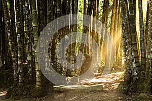 Giant bamboo forest