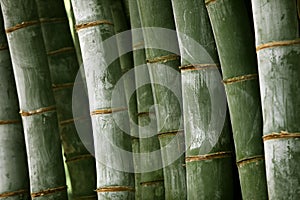 Giant bamboo forest