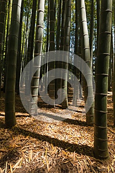 Giant bamboo forest