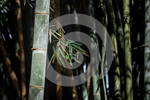 Giant bamboo forest in Kandy botanical garden, Sri Lanka