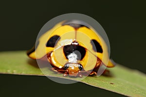 Giant bamboo ladybird