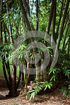 Giant bamboo in pamplemousses botanical garden, Mauritius