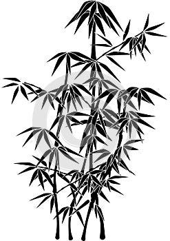 Giant Bamboo plant silhouette