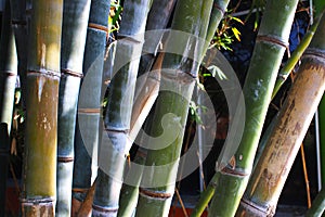 Giant bamboo trees that are planted in the park