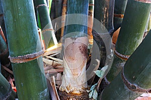 Giant bamboo trees that are planted in the park