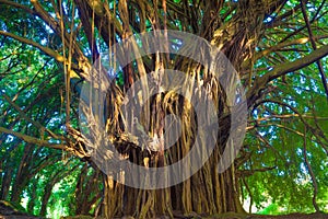 Giant banyan tree