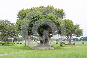 giant banyan tree Planted in concrete pots.