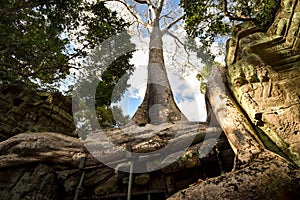 Giant Banyan tree roots over Ta Phrom temple, Angkor, archaeological park, Cambodia