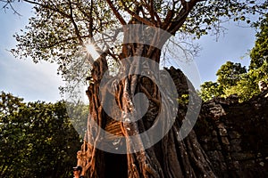 Giant Banyan tree roots over Ta Phrom temple, Angkor, archaeological park, Cambodia