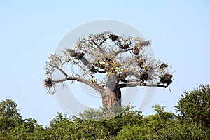 Giant baobab tree full of birds nests.