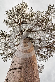 Giant Baobab Tree in Madagascar