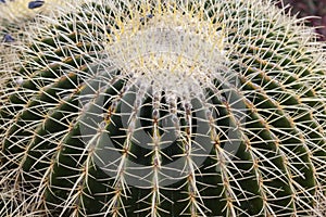 Giant Barrel Cactus