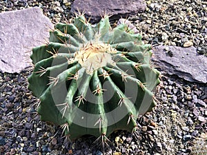 The giant barrel cactus Echinocactus platyacanthus, Golden barrel cactus, Giant viznaga, Biznaga de dulce photo