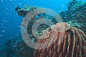 Giant barrel sponge