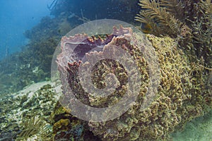 Giant barrel sponge