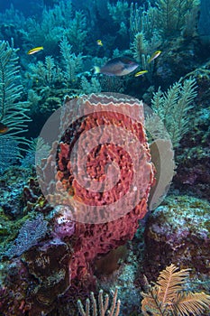 Giant barrel sponge