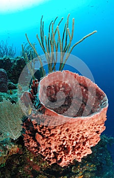 Giant barrel sponge