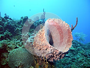 Giant barrel sponge photo