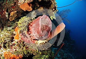 Giant barrel sponge