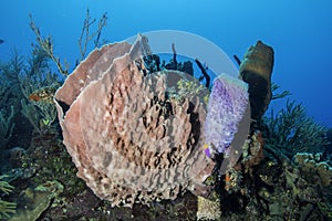 Giant Barrel Sponge