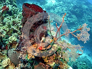 Giant Barrel Sponge