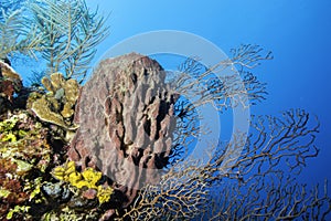 Giant Barrel Sponge Coral Reef Wall