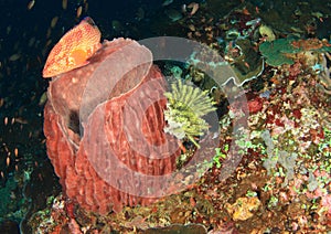 Giant barrel sponge with tomato grouper