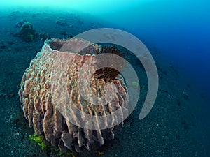 Giant barrel sponge