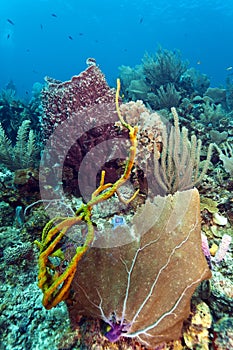 Giant barrel sponge Xestospongia muta