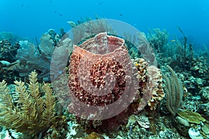 Giant barrel sponge Xestospongia muta