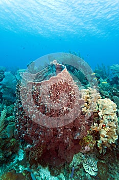 Giant barrel sponge Xestospongia muta photo