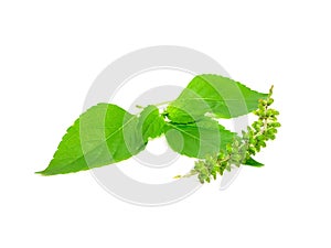 Giant basil on a white background.