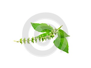 Giant basil on a white background.