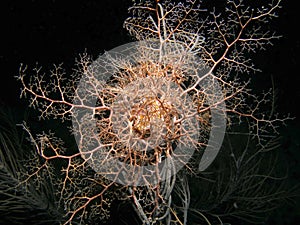 Giant Basket Star