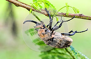 Giant beetle on a thin horizontal tree branch