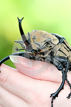 Giant beetle on a womans hand