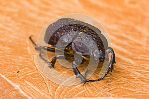 A giant beetle on a wooden plank